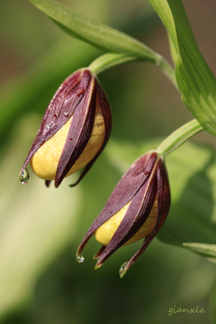 Cypripedium calceolus